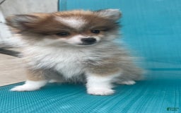 Pomeranian dogs for sale: Pollie - Image 4