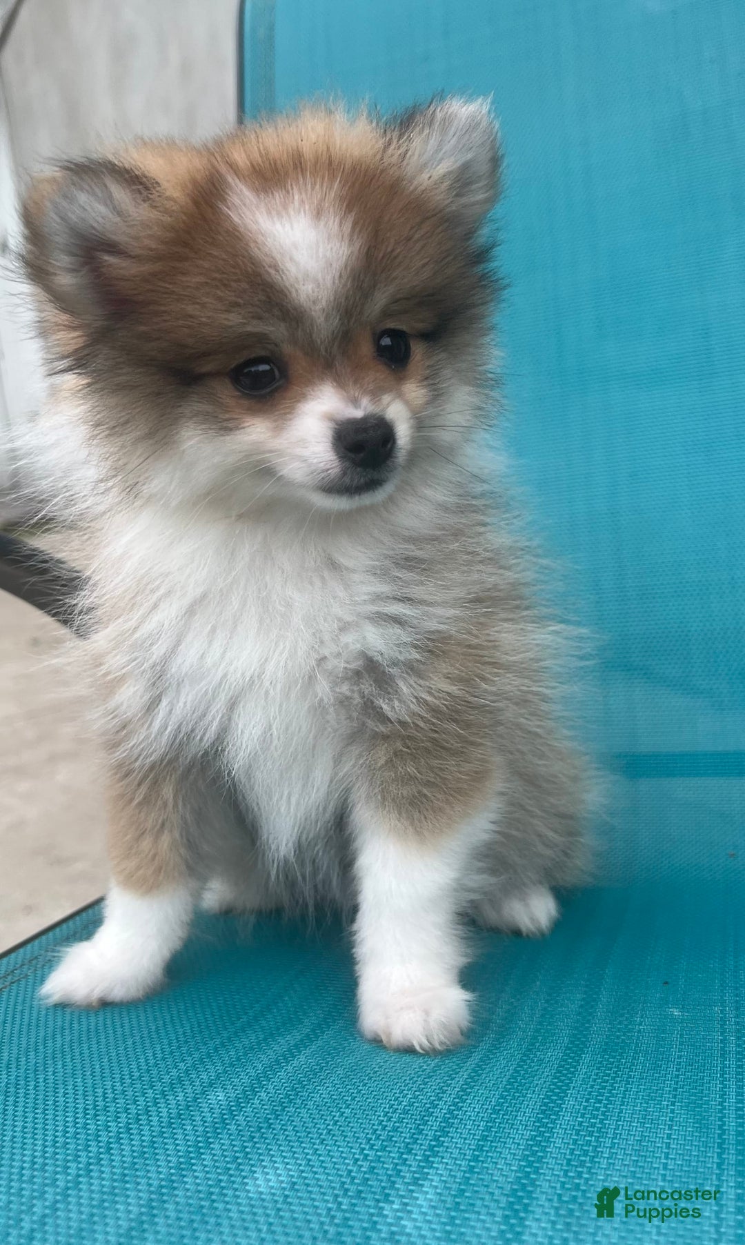 Pomeranian dogs for sale: Pollie - Image 4