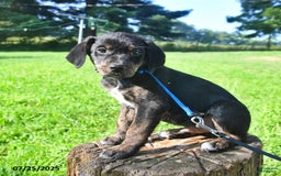 Golden Retriever dogs for sale: Tang - Image 3