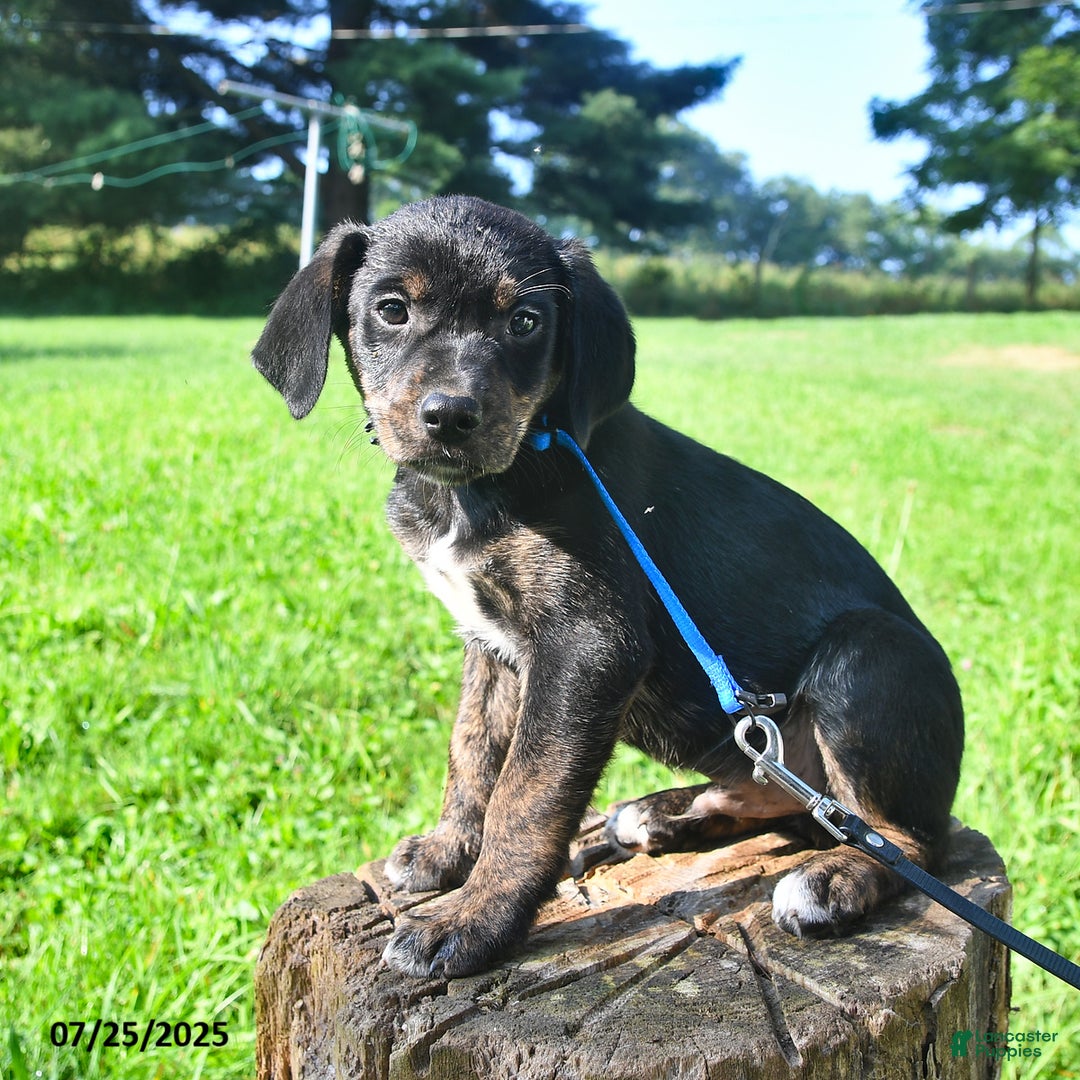 Golden Retriever dogs for sale: Tang - Image 3