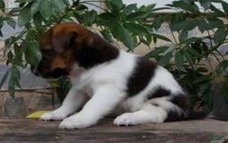 Jack Russell Terrier dogs for sale: Sparky - Image 2