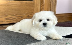 Lhasa Apso dogs for sale: Princess - Image 1