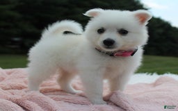 American Eskimo dogs for sale: Pompom - Image 7