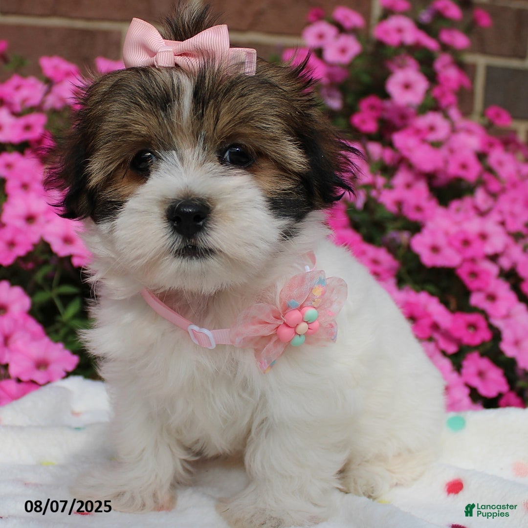 Malshi dogs for sale: Avery - Image 5
