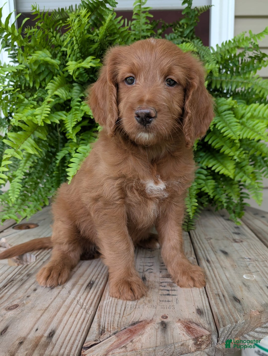 Goldendoodle dogs for sale: Ellie - Image 7