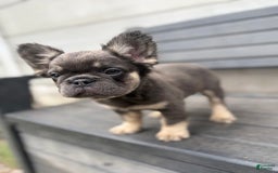 French Bulldog dogs for sale: Nala - Image 1
