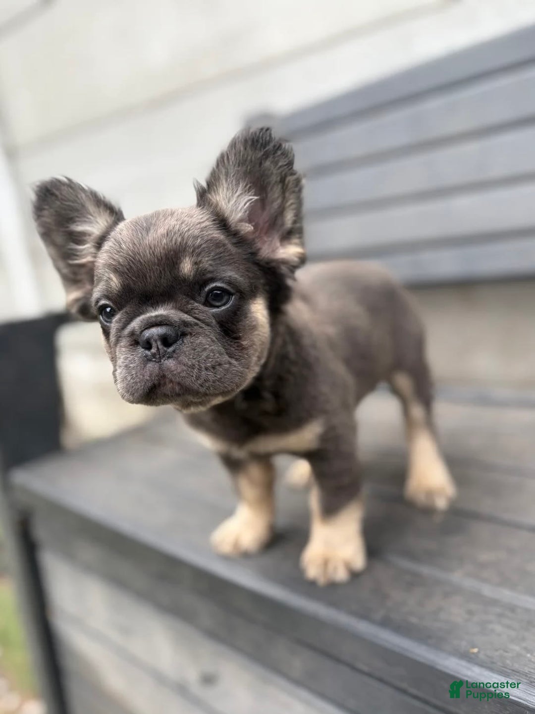French Bulldog dogs for sale: Nala - Image 1
