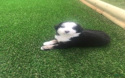 English Shepherd dogs for sale: Tommy - Image 3