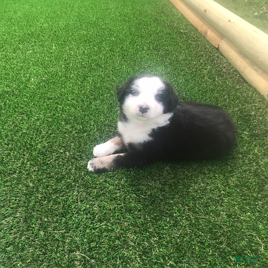 English Shepherd dogs for sale: Tommy - Image 3