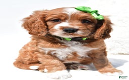 Mini Goldendoodle dogs for sale: Ryder - Image 6