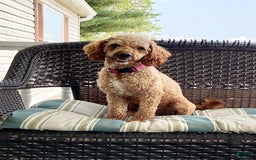 Mini Goldendoodle dogs for sale: Hazel - Image 7