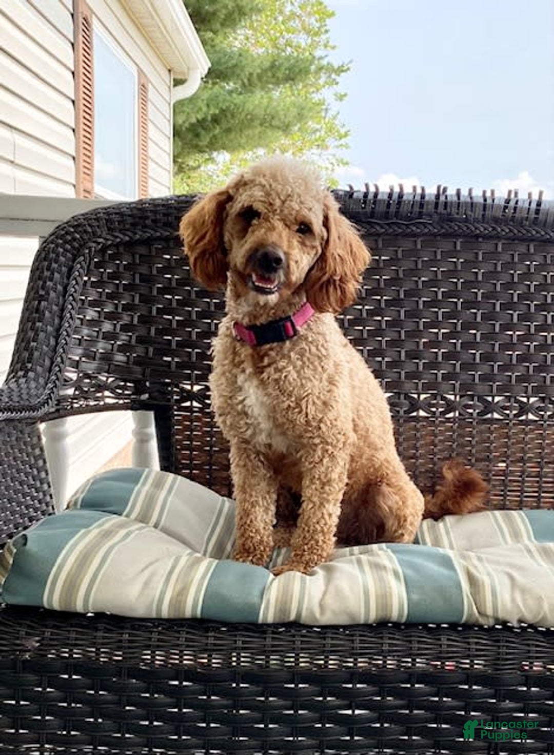 Mini Goldendoodle dogs for sale: Hazel - Image 7