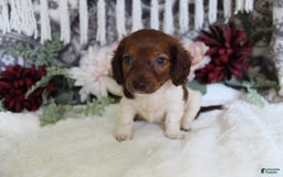 Miniature Dachshund dogs for sale: Gloria - Image 15