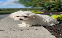 Havanese dogs for sale: Felicity - Image 5