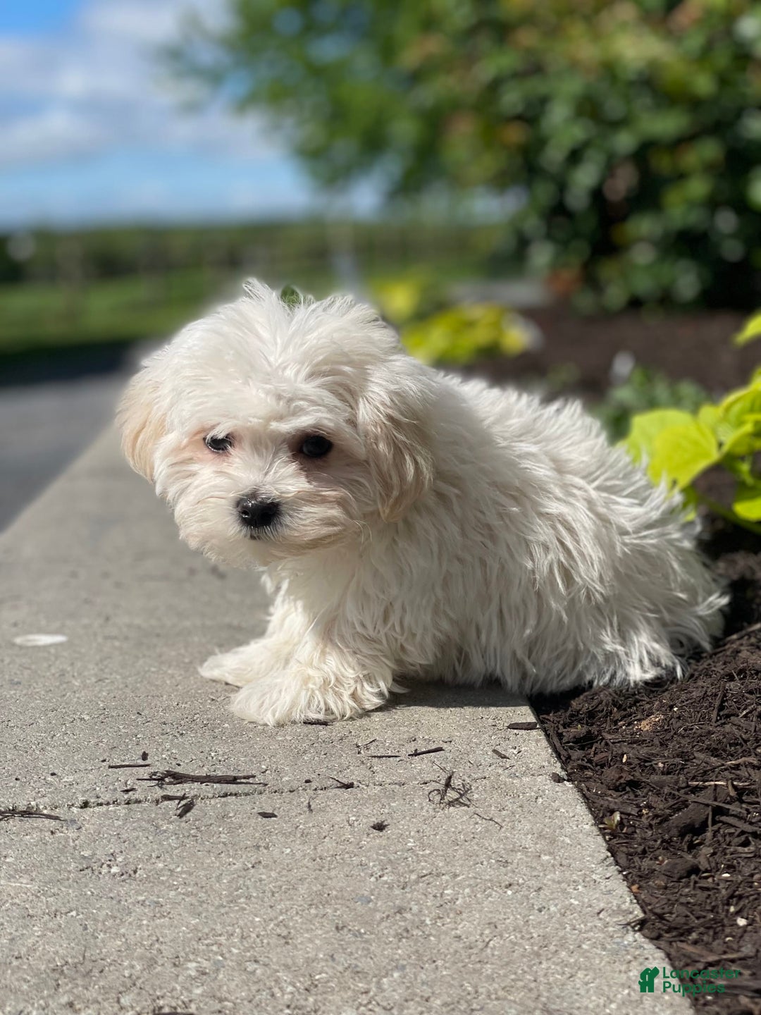 Havanese dogs for sale: Felicity - Image 5