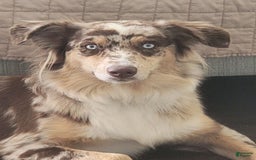 Australian Shepherd dogs for sale: Salty - Image 2