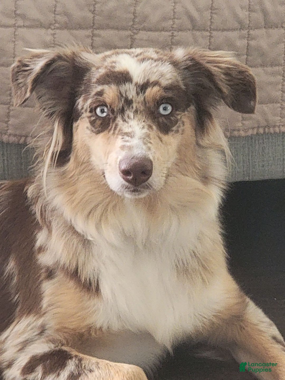 Australian Shepherd dogs for sale: Salty - Image 2