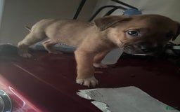 American Pit Bull Terrier dogs for sale: Jojo - Image 2