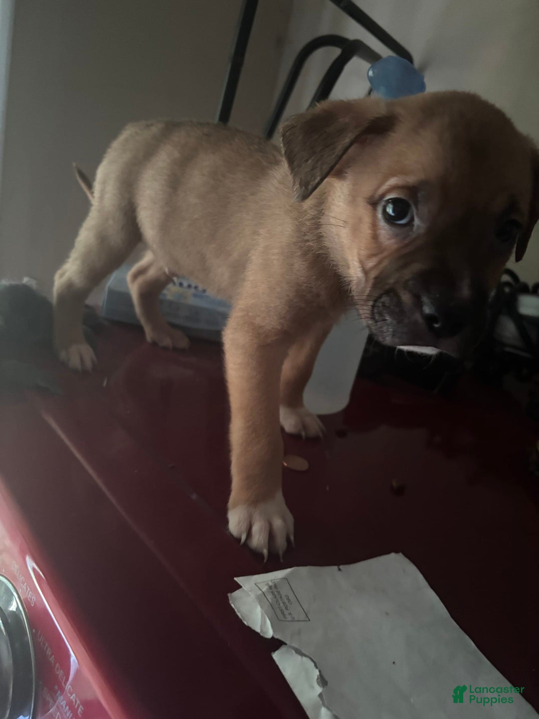 American Pit Bull Terrier dogs for sale: Jojo - Image 2