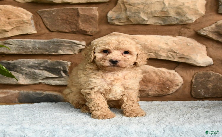 Miniature Poodle dogs for sale - Ad 4
