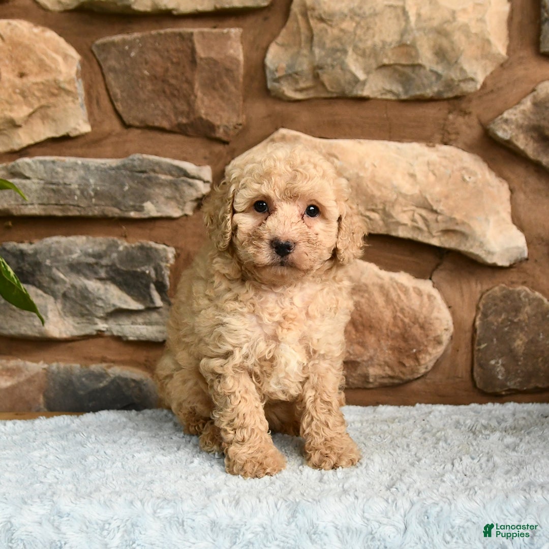 Miniature Poodle dogs for sale: Barbie - Image 1