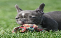French Bulldog dogs for sale: Abby - Image 2