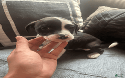 American Bully dogs for sale: Moomoo The Runt - Image 2