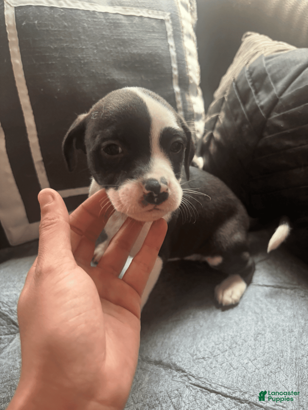 American Bully dogs for sale: Moomoo The Runt - Image 2