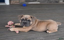 Olde English Bulldogge dogs for sale: Mia - Image 3