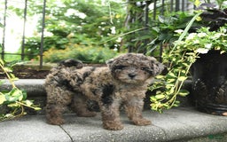 Cavapoo dogs for sale: Reese - Image 1