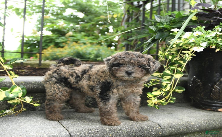 Cavapoo dogs for sale - Ad 2