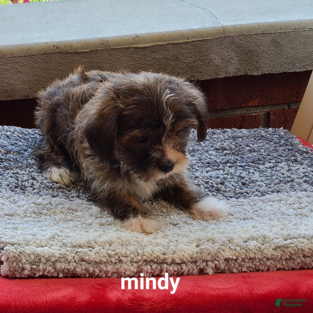 Shorkie dogs for sale: Mindy - Image 3