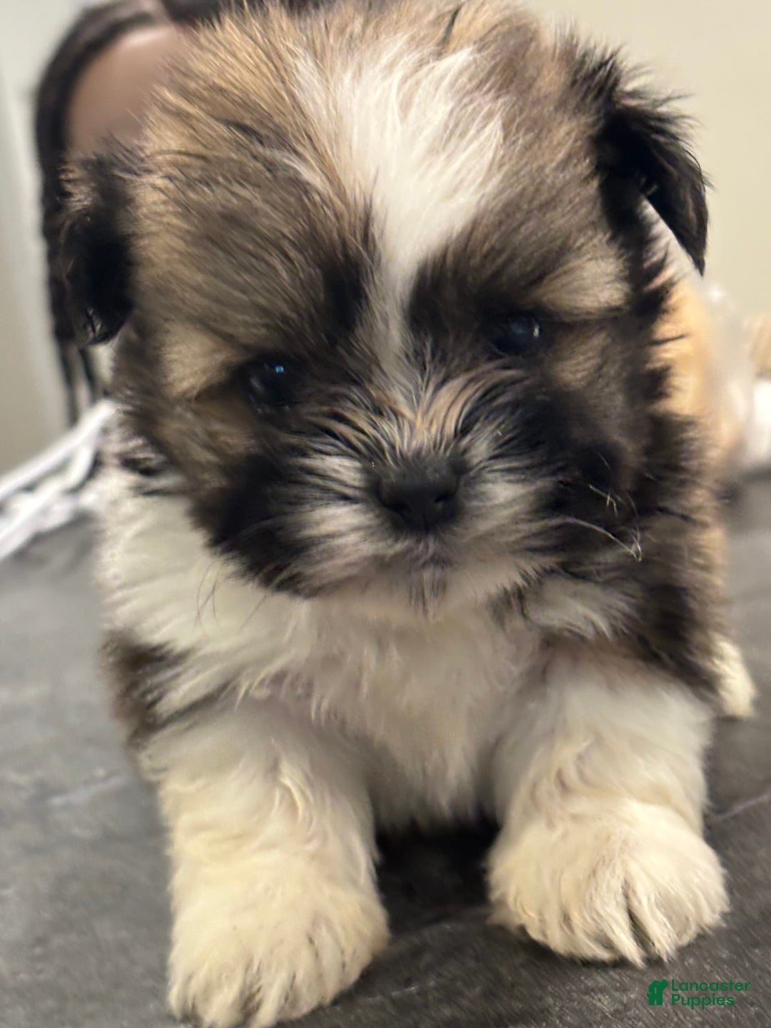 Shih Tzu dogs for sale: Shih Tzu Pups - Image 4