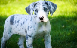 Great Dane dogs for sale: Joujou - Image 3