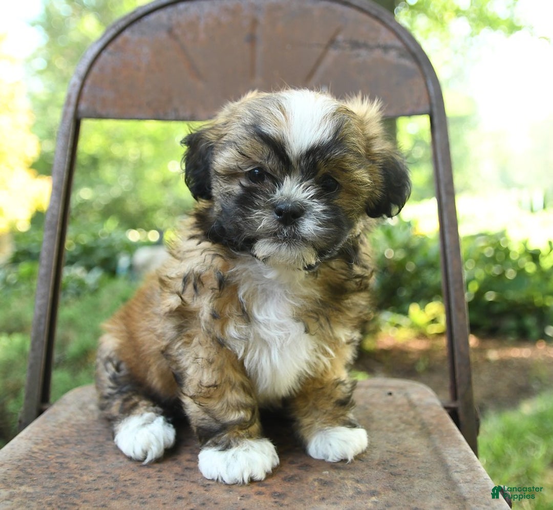Teddy Bear dogs for sale: Vermont - Image 1