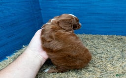 Cavapoo dogs for sale: Sean - Image 13