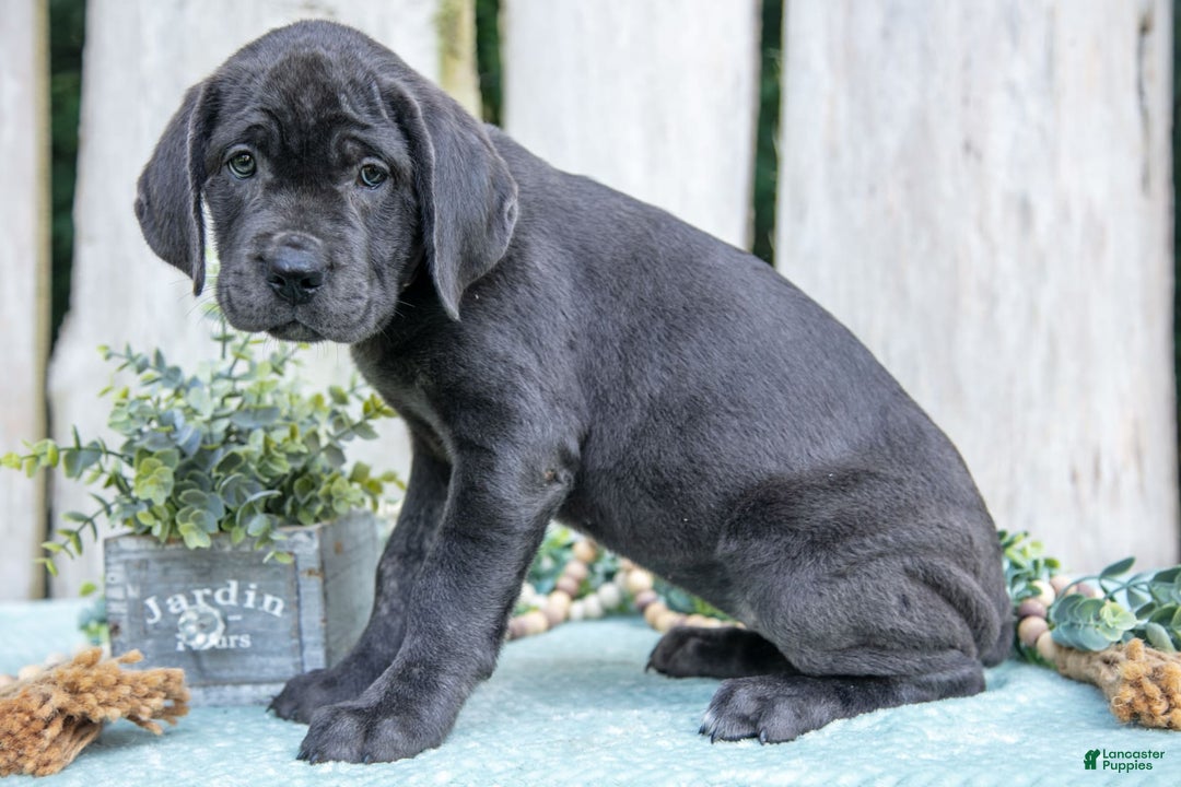 Cane Corso dogs for sale: Fraya - Image 2