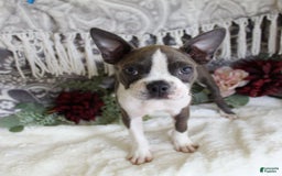 Boston Terrier dogs for sale: Trudy - Image 2