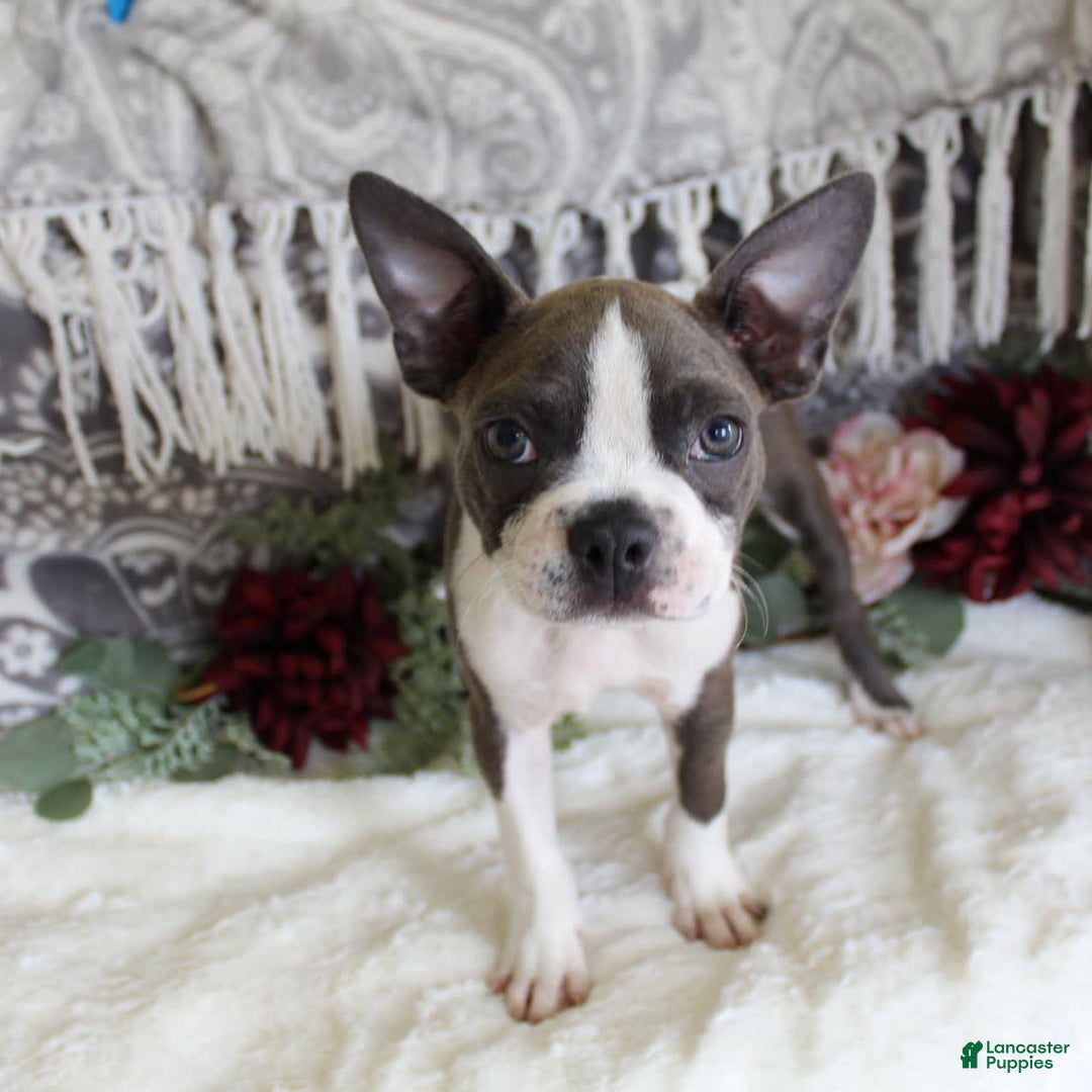 Boston Terrier dogs for sale: Trudy - Image 2
