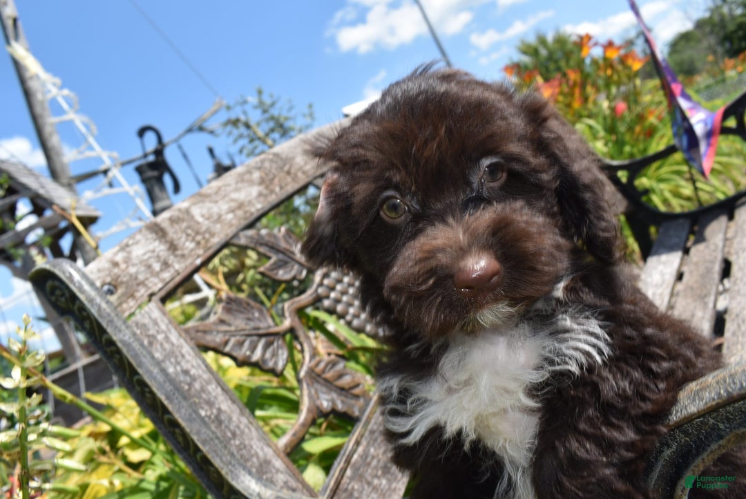 Havapoo dogs for sale: Abbie - Image 13