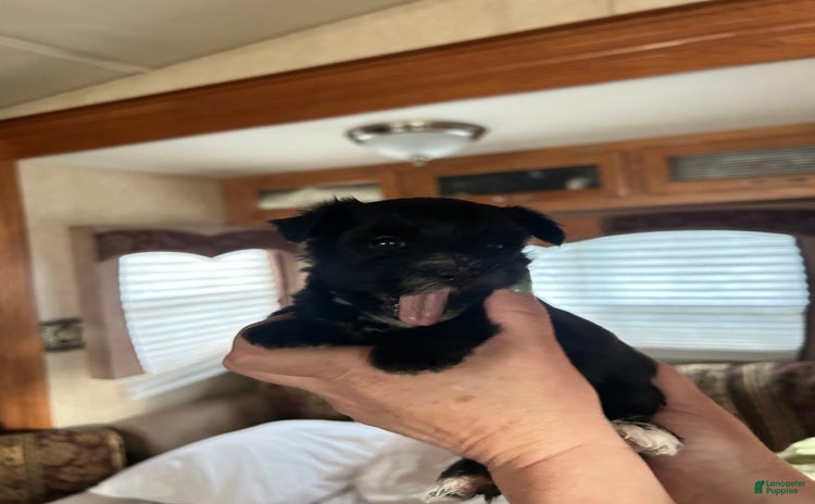 Morkie dogs for sale - Ad 4
