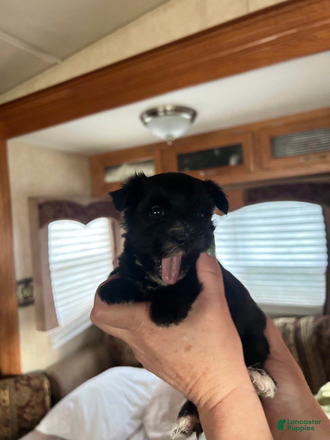 Morkie dogs for sale: Mr. Sleepy - Image 15