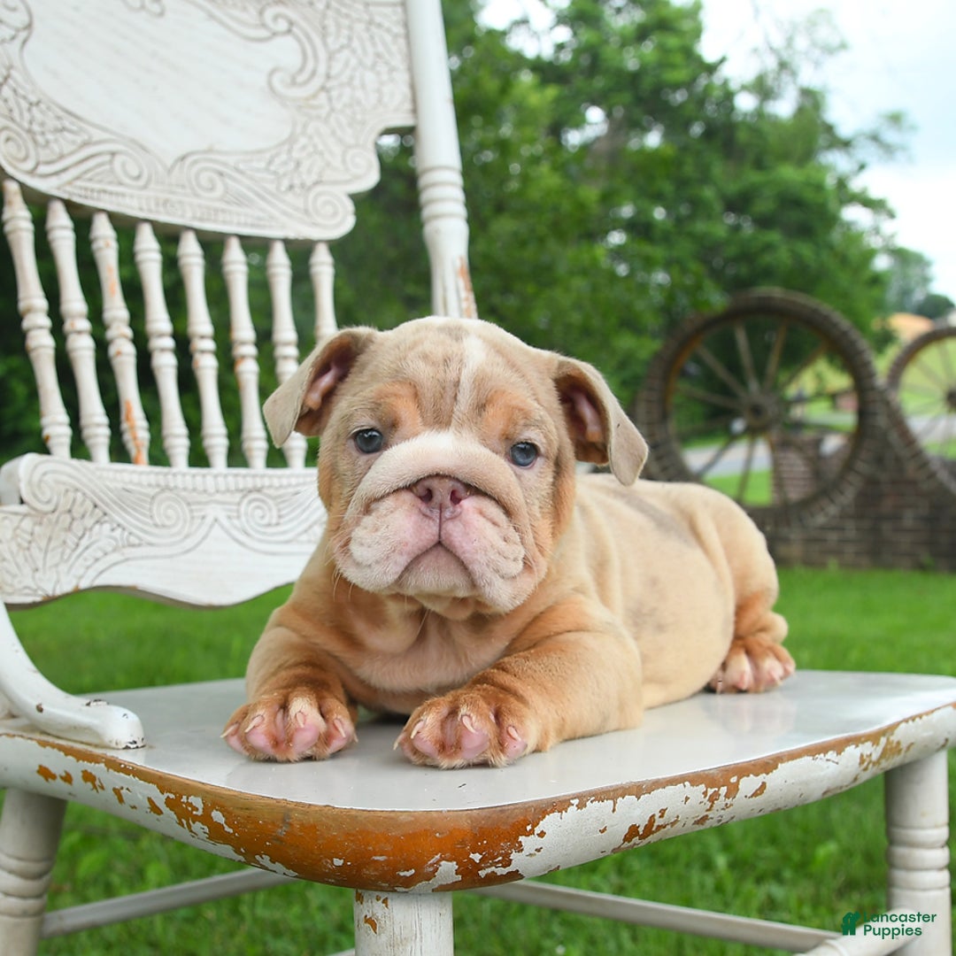 English Bulldog dogs for sale: Bubbles - Image 4