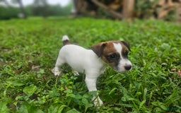 Jack Russell Terrier dogs for sale: Ashley - Image 1