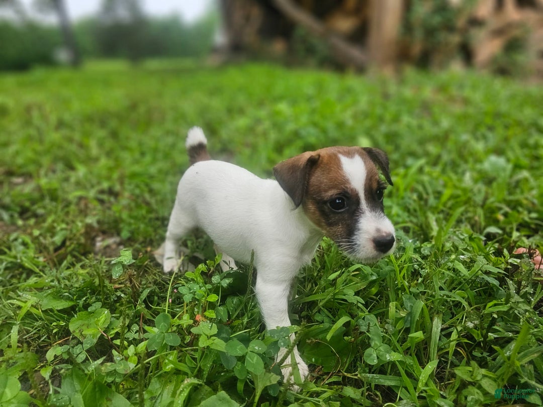 Jack Russell Terrier dogs for sale: Ashley - Image 1