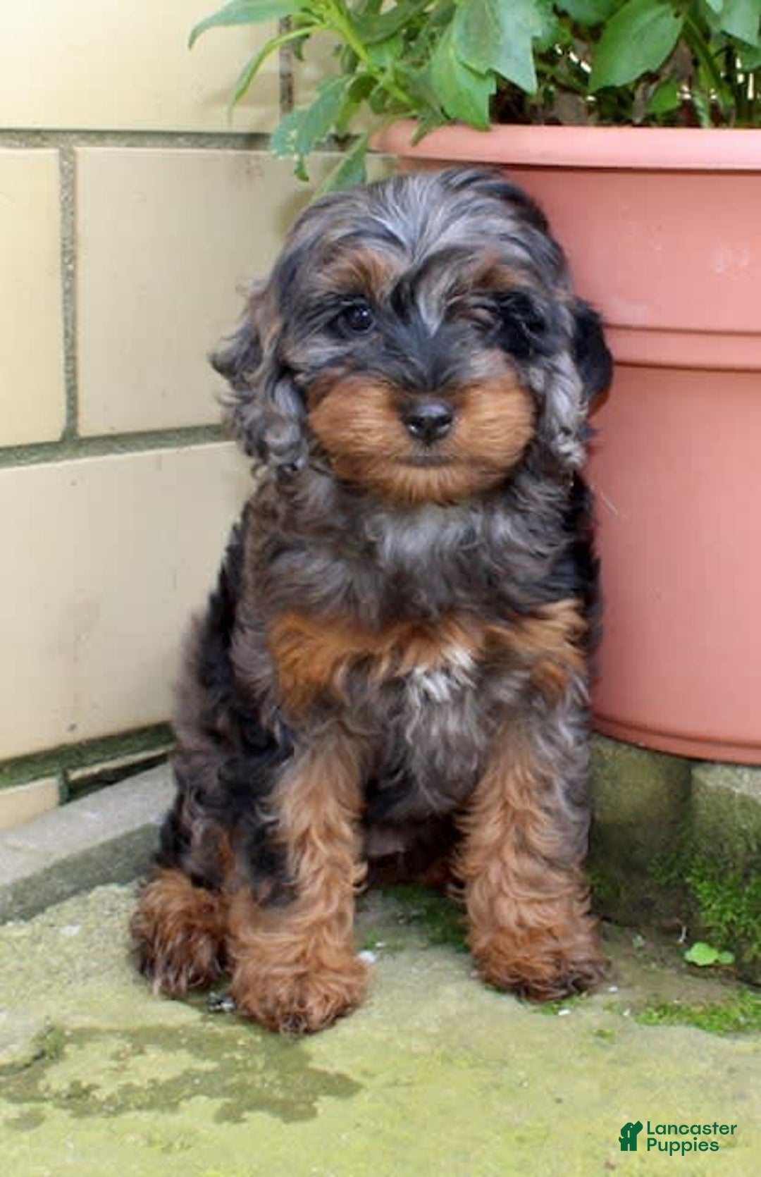 Cockapoo dogs for sale: Star - Image 2