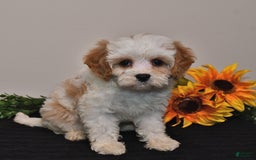 Cavapoo dogs for sale: Jade - Image 4