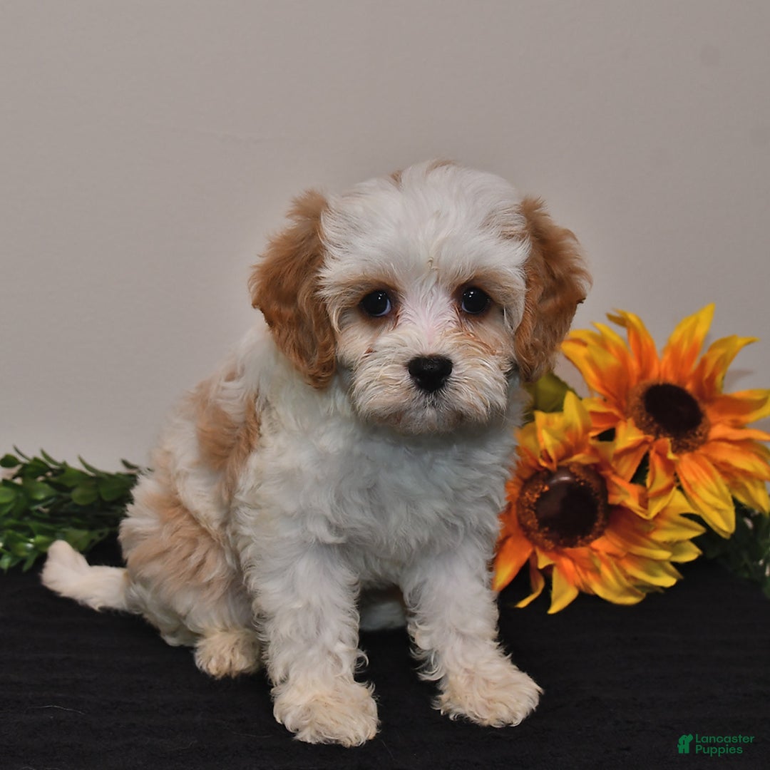 Cavapoo dogs for sale: Jade - Image 4