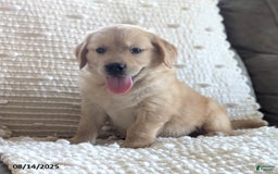 Golden Retriever dogs for sale: Missy - Image 2