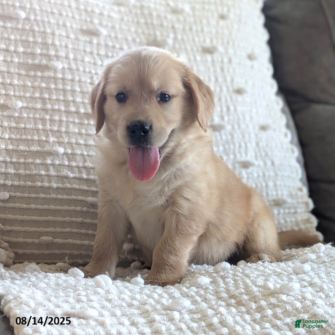 Golden Retriever dogs for sale: Missy - Image 2
